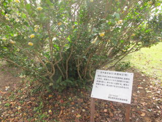 さやまかおりの木（入間市博物館）