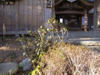 山門前の茶の木