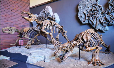 パレオパラドキシア化石（博物館ホームページ）