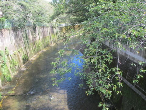 金沢橋付近（下流を望む）