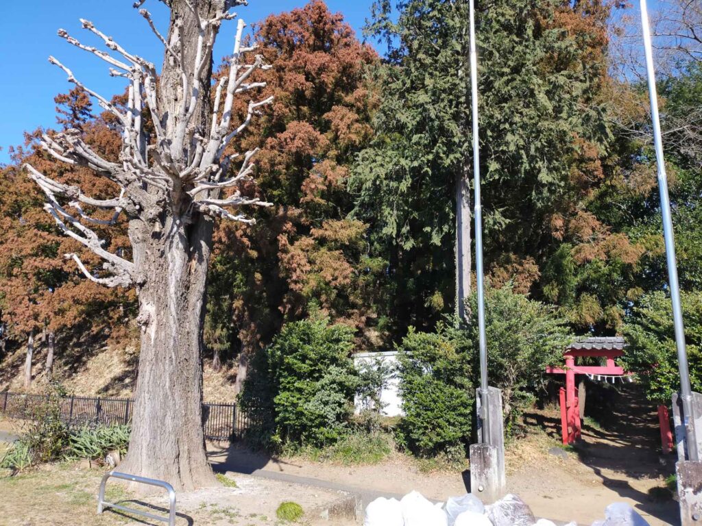 将軍塚古墳後円部の森。右手に利仁神社鳥居。