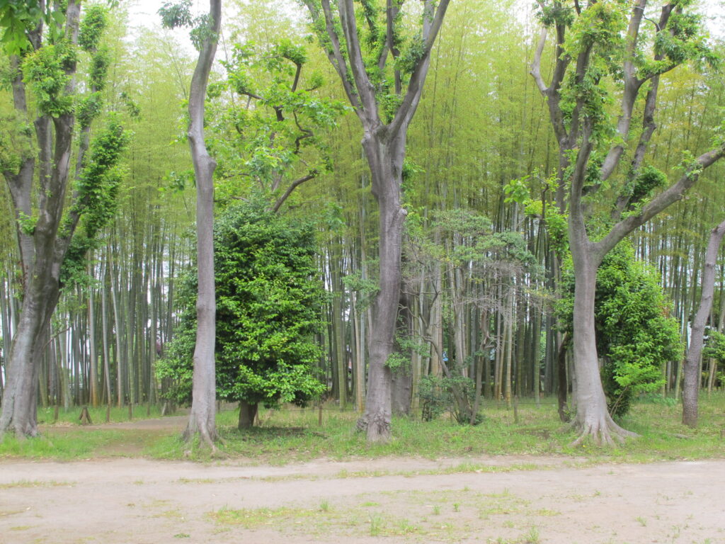 板橋区竹の子公園