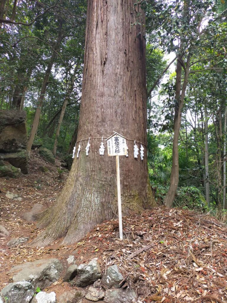 富發の杉