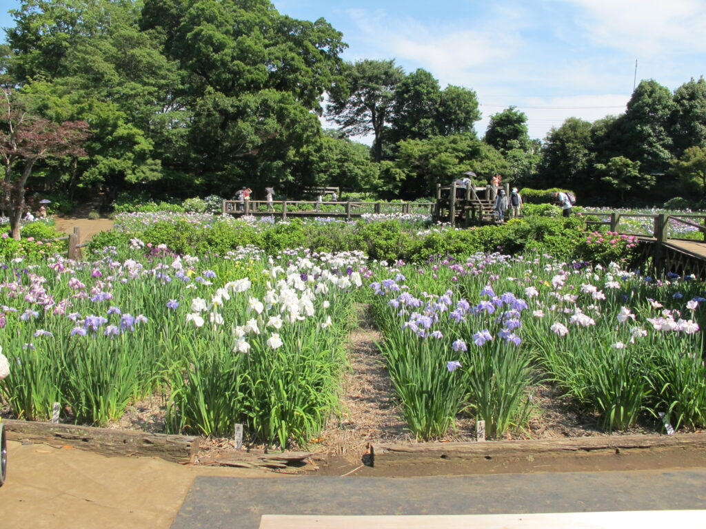 さいたま市の染谷花菖蒲園