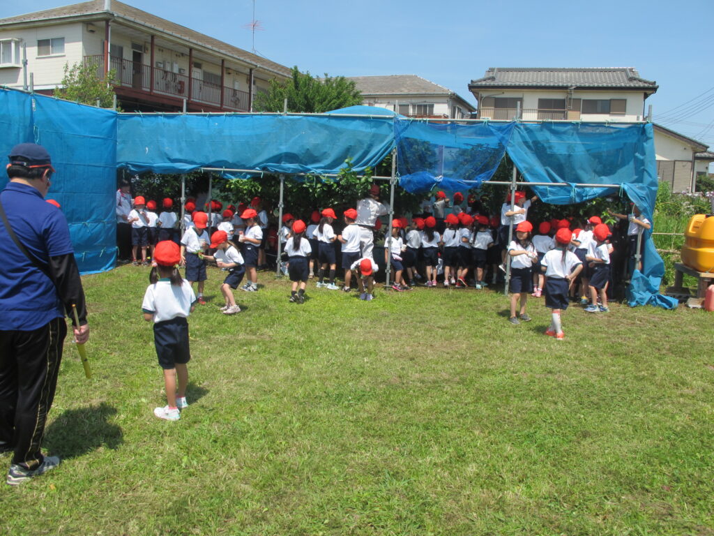 小学生の農業体験サクランボ狩り