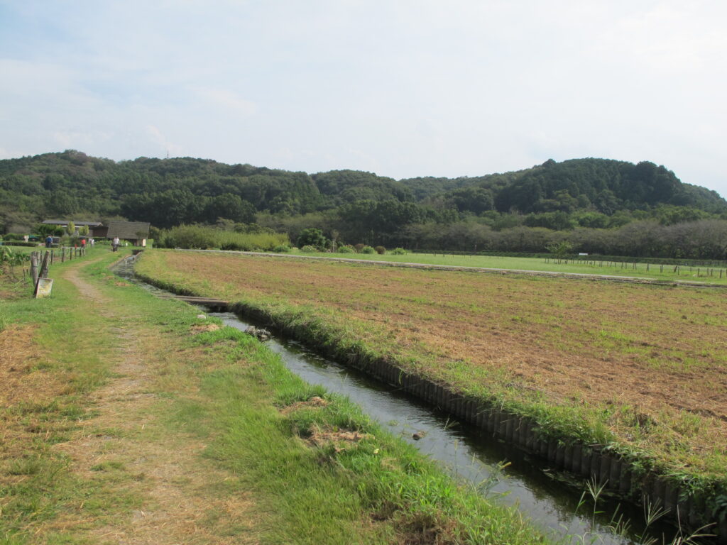 巾着田内部の風景