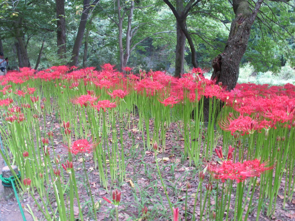 巾着田に咲く曼珠沙華