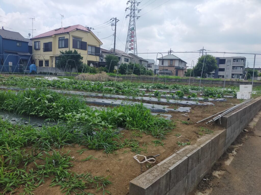 練馬区内農地