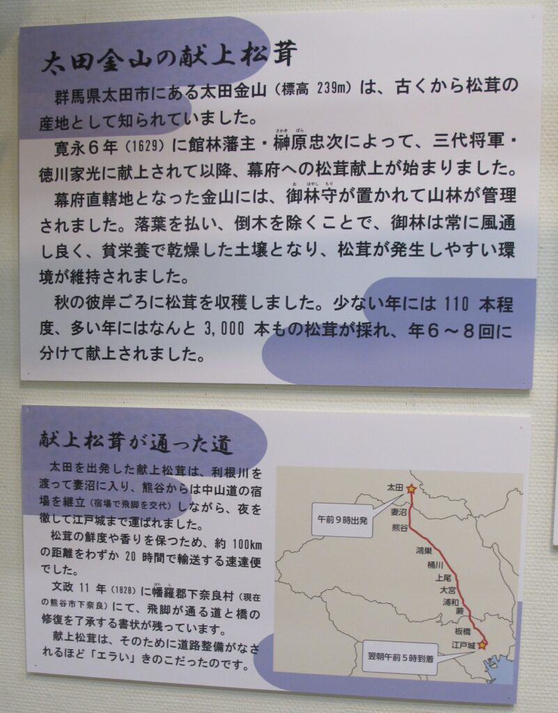 太田金山の献上松茸