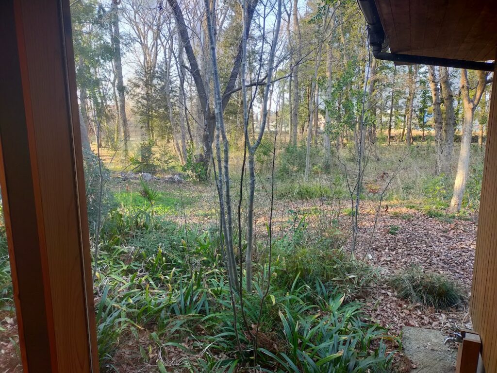 窓から見る雑木林