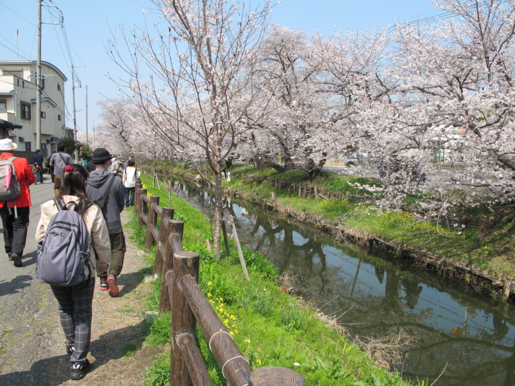 新河岸川と誉ザクラ