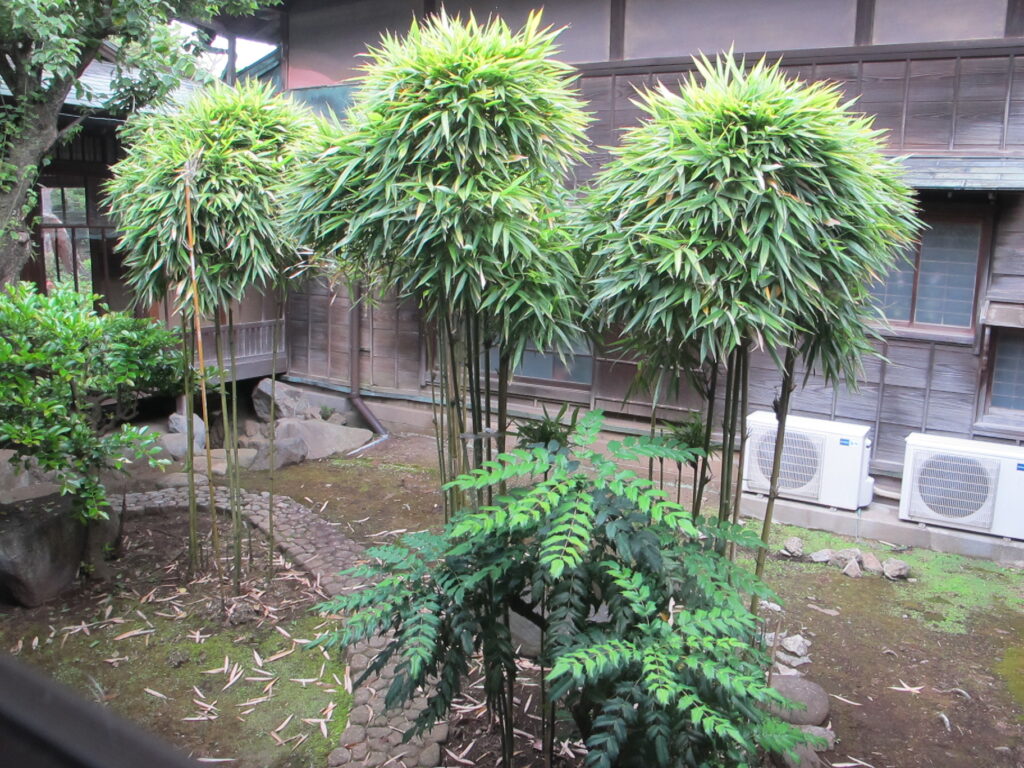中庭
